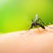 Rosario: murió un hombre por dengue
