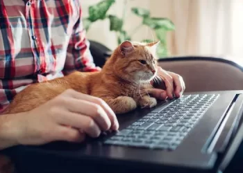 Hay un felino en la oficina