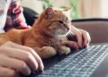 Hay un felino en la oficina