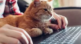 Hay un felino en la oficina