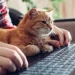 Hay un felino en la oficina