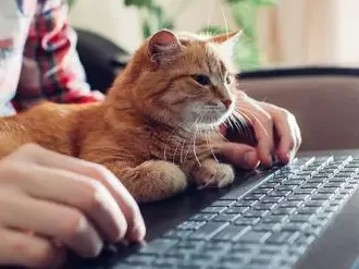 Hay un felino en la oficina